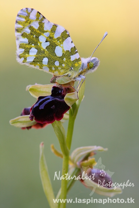 Euchloe ausonia ???